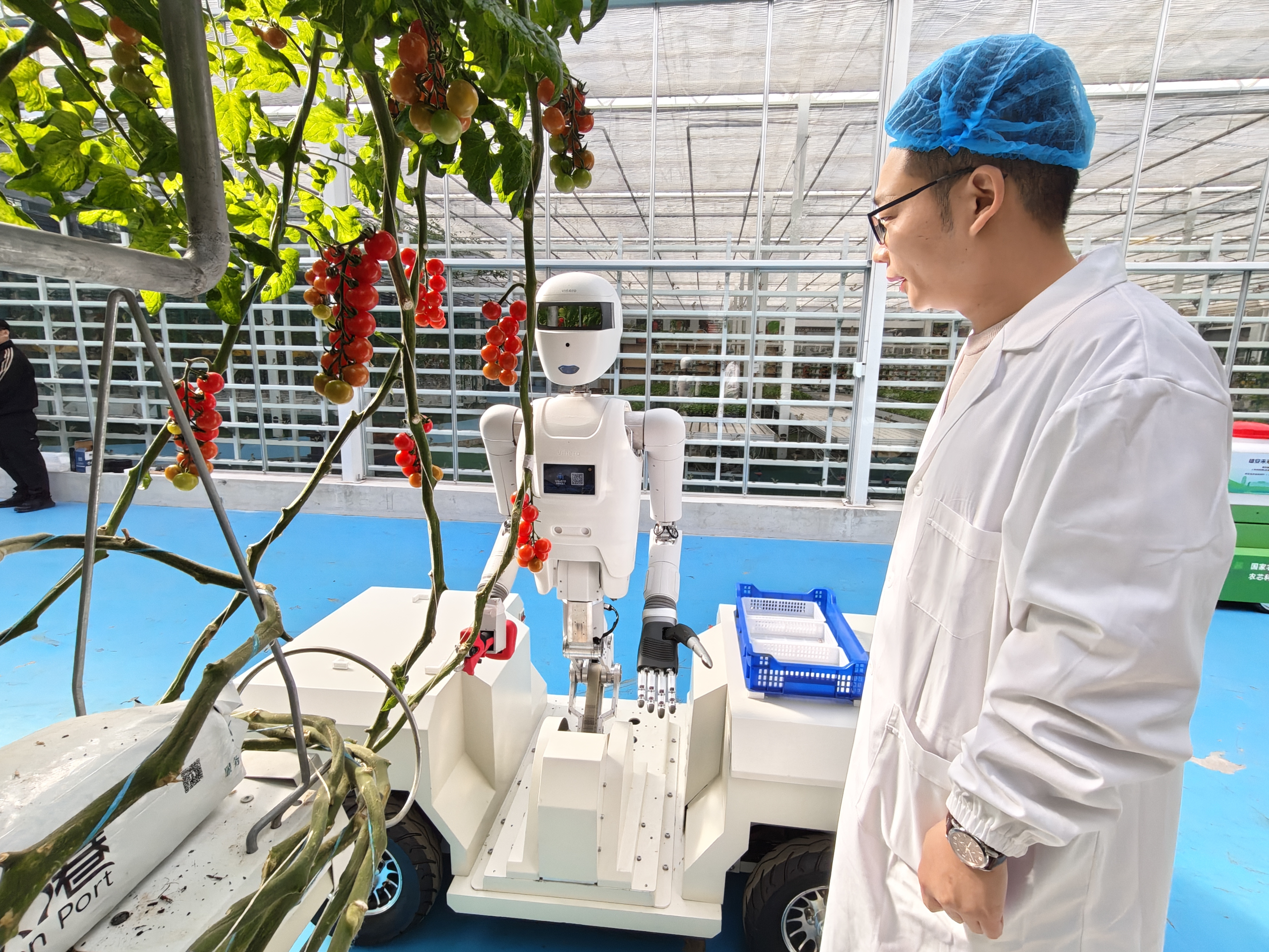 人形采摘机器人在雄安温室大棚采摘串番茄的应用